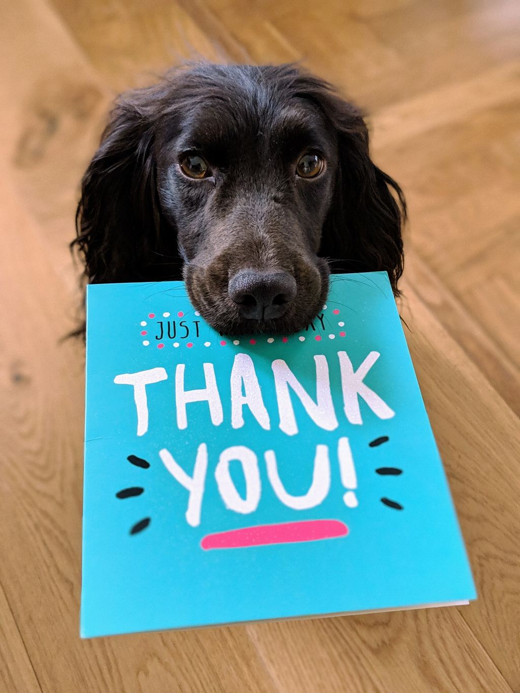 dog with thank you sign